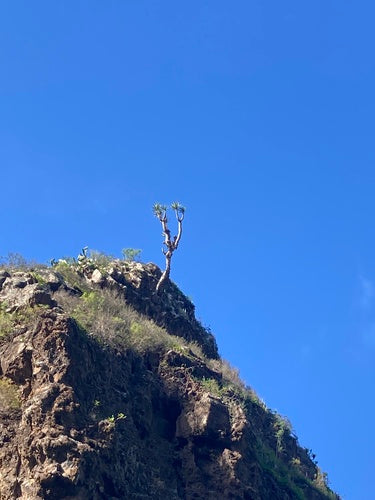 Albero del drago delle Canarie — Bild 4