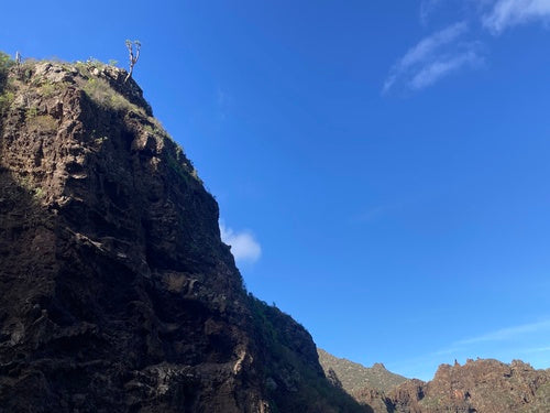 Albero del drago delle Canarie — Bild 3