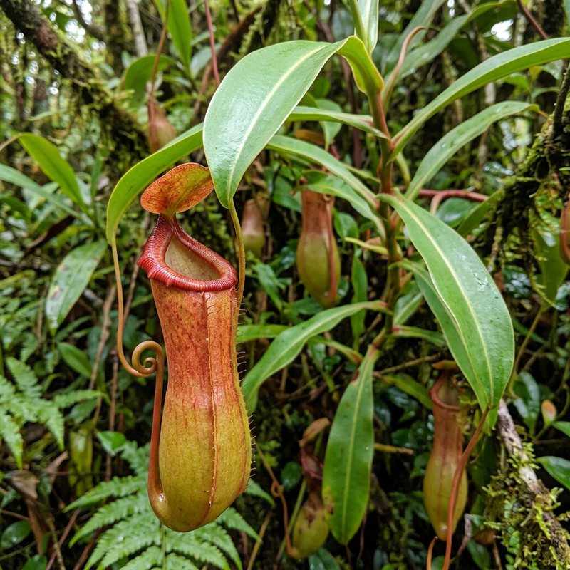 Pianta carnivora (ibrida) (Nepenthes ventrata), illustrazione IA