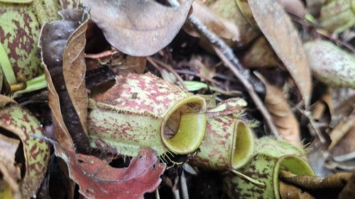 Pianta carnivora — foto 5 di 8