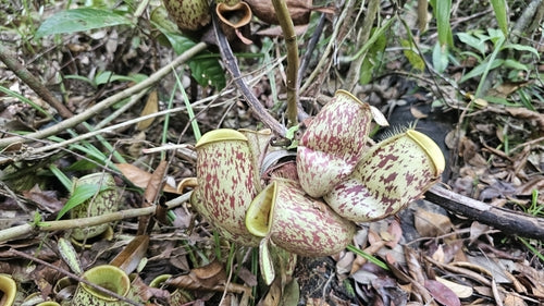 Pianta carnivora — Bild 5
