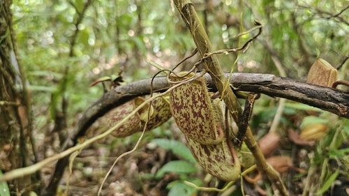 Pianta carnivora — Bild 4