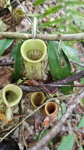 Pianta carnivora — Bild 3