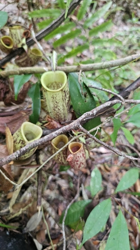 Pianta carnivora — Bild 2