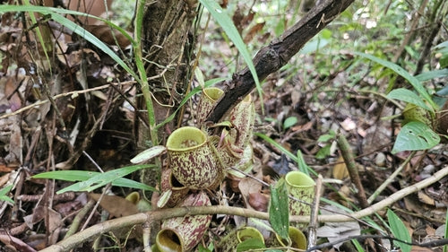 Pianta carnivora — Bild 1