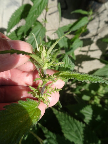 Fiori del cannoniere — Bild 5