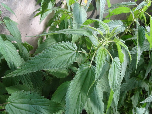 Fiori del cannoniere — Bild 4