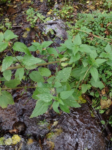 Fiori del cannoniere — Bild 3