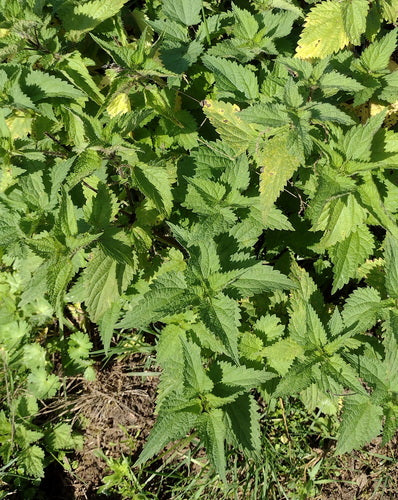 Fiori del cannoniere — Bild 2