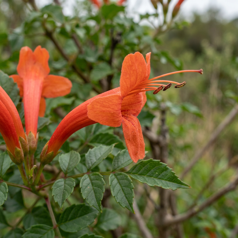Kap-Hohnblume (Tecoma capensis), illustrazione IA