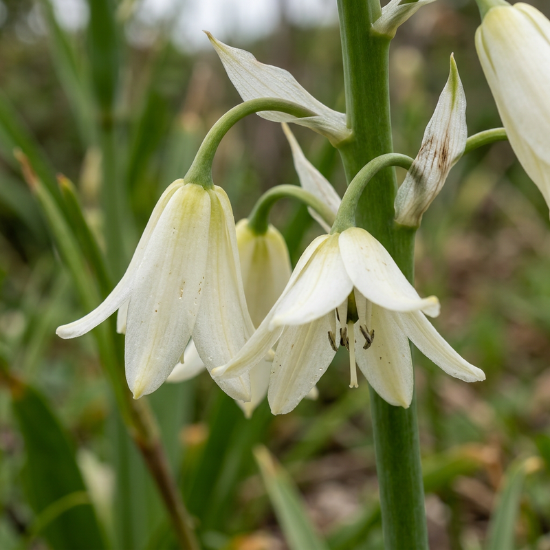 Kap-Hyazinthe (Ornithogalum candicans), illustrazione IA