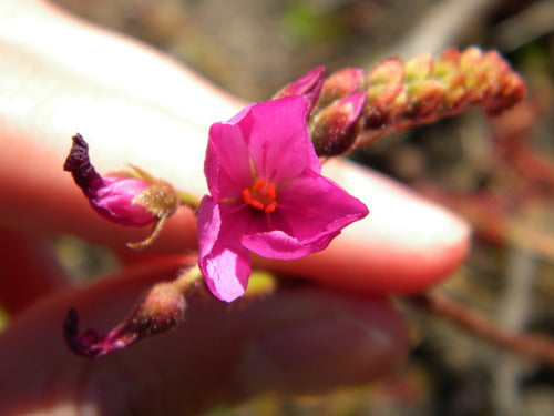 Drosera del Capo — Bild 5