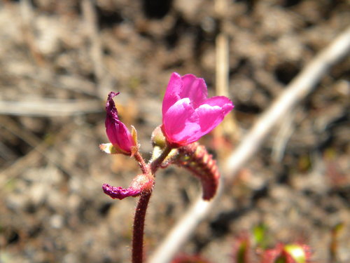Drosera del Capo — Bild 4