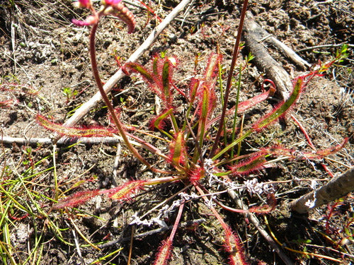 Drosera del Capo — Bild 3