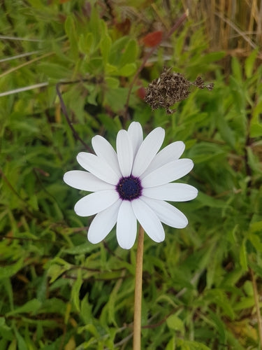 Margherita del Capo — Bild 3