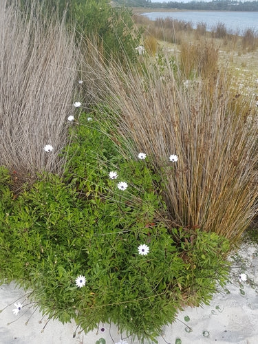 Margherita del Capo — Bild 2