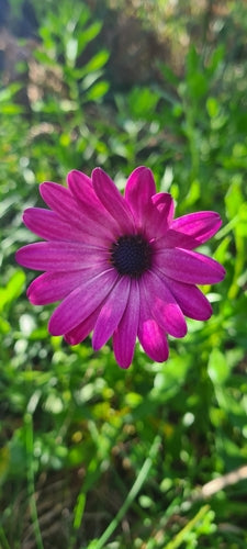 Margherita del Capo — Bild 5