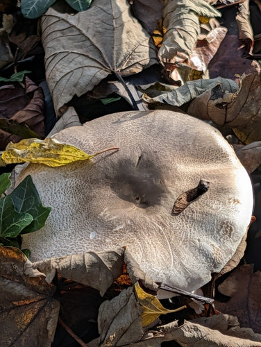 Fungo fenico — foto 5 di 11