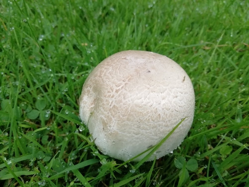 Fungo fenico — Bild 5