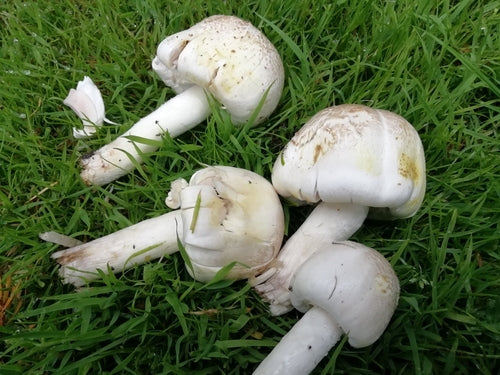 Fungo fenico — Bild 4