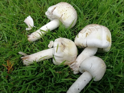 Fungo fenico — Bild 3
