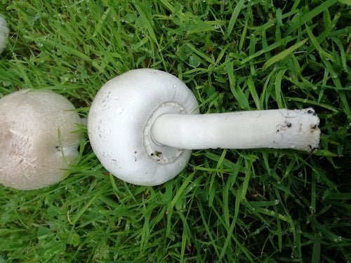 Fungo fenico — Bild 2