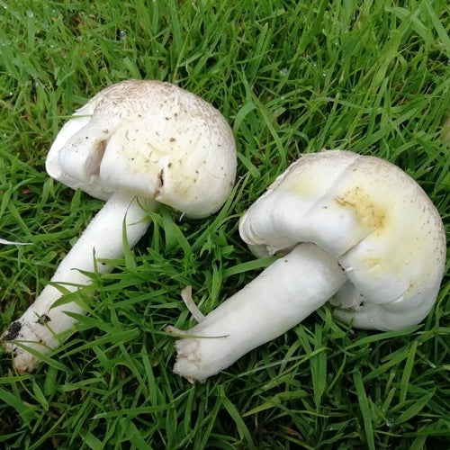Fungo fenico — Bild 1