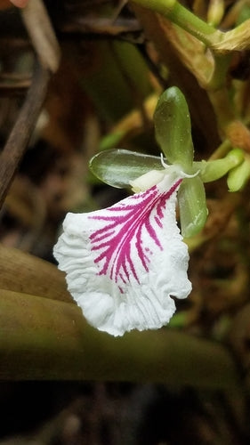cardamomo — Bild 1
