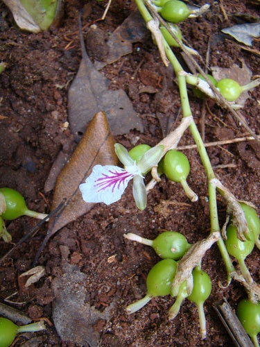 cardamomo — Bild 4