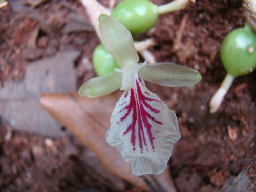 cardamomo — Bild 3