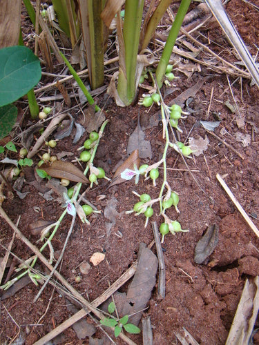 cardamomo — Bild 2