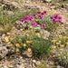 Kartäuser-Nelke (Dianthus carthusianorum) in Blüte im naturnahen Garten (KI-generiert)