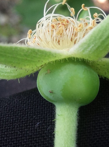 Rosa di patate — Bild 5