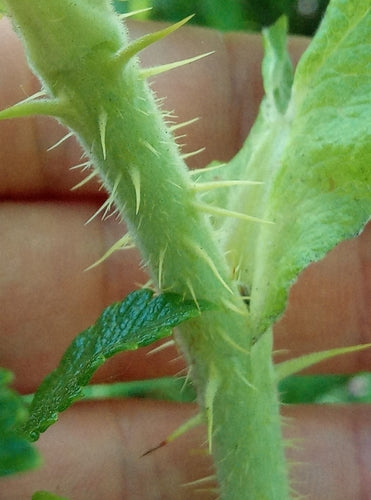 Rosa di patate — Bild 4