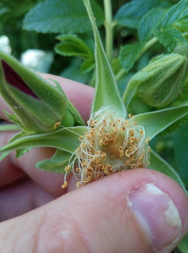 Rosa di patate — Bild 3