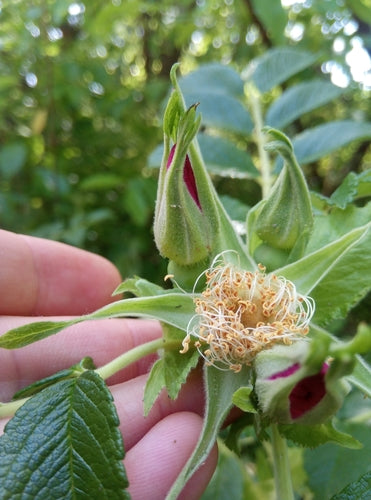 Rosa di patate — Bild 2