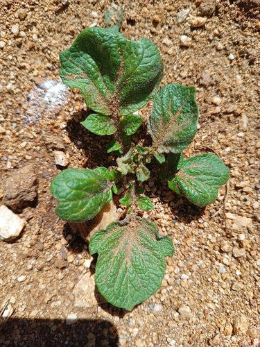 Patata — Bild 3