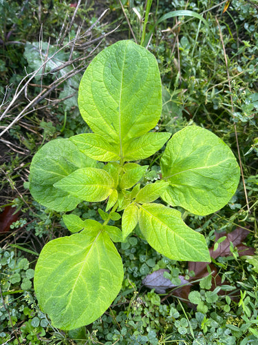 Patata — Bild 4