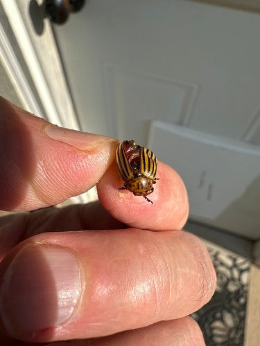 Scarabeo della patata del Colorado — Bild 2