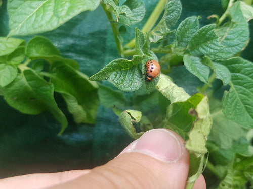 Scarabeo della patata del Colorado — Bild 2