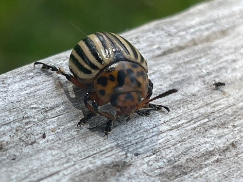 Scarabeo della patata del Colorado — Bild 3