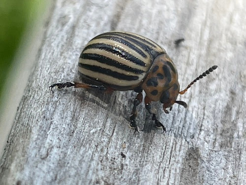 Scarabeo della patata del Colorado — Bild 4