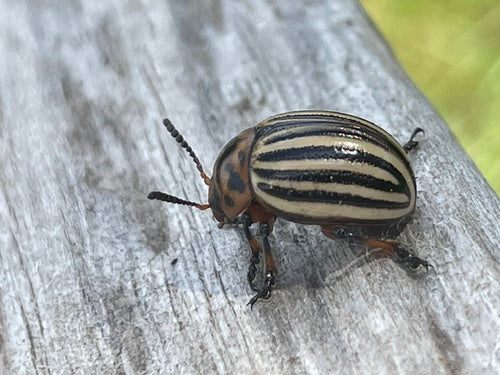 Scarabeo della patata del Colorado — Bild 5