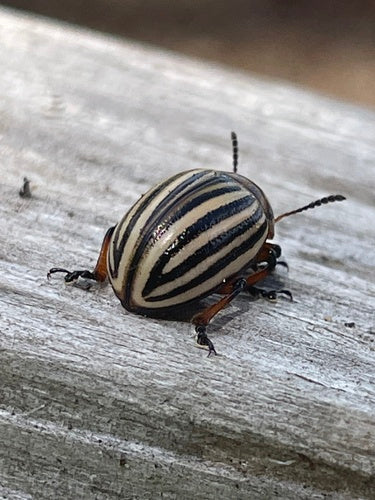 Scarabeo della patata del Colorado — Bild 4