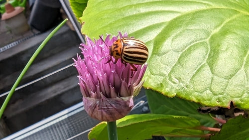 Scarabeo della patata del Colorado — Bild 3