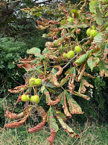 Minatore di foglie di castagno - Bild 1