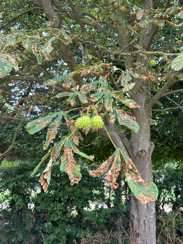 Minatore di foglie di castagno - Bild 2