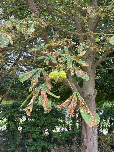 Minatore di foglie di castagno - Bild 3