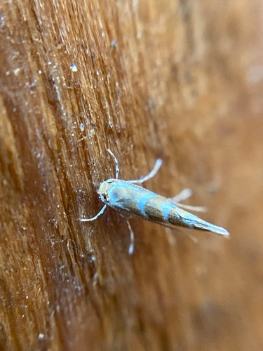 Minatore di foglie di castagno - Bild 7