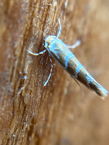 Minatore di foglie di castagno - Bild 8